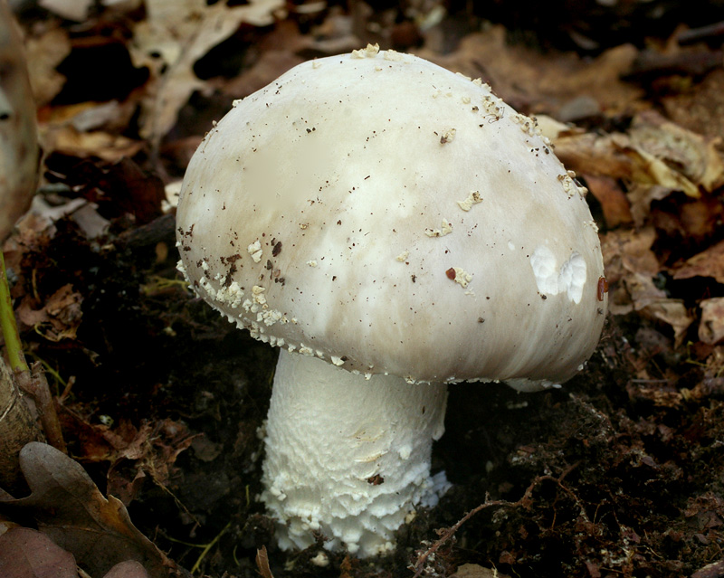 Amanita echinocephala